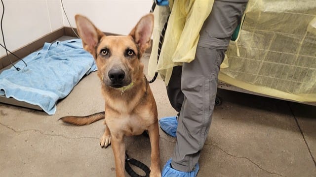 Photo of Percy, adoptable dog