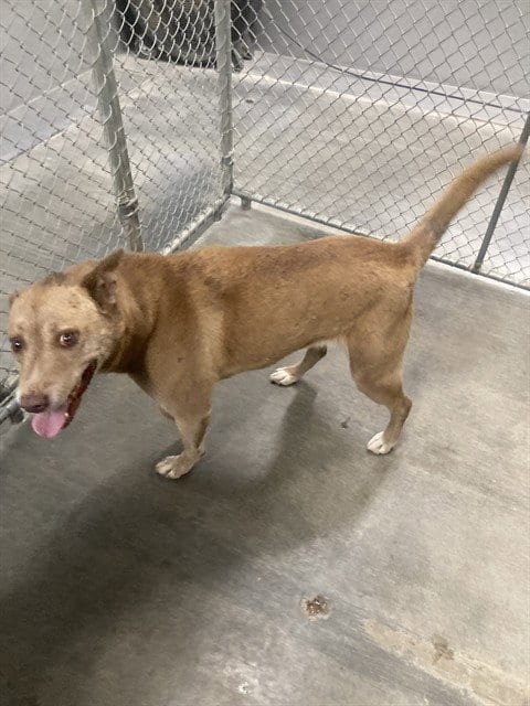 Photo of Miss Piggy, adoptable Pit Bull Terrier in Lake Isabella, California