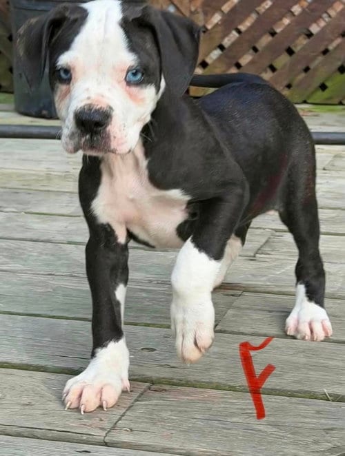 Photo of Audrey, adoptable Bulldog in Osgood, Indiana