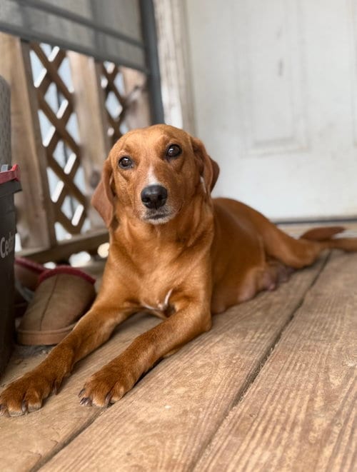 Photo of Jane- sweet mamma, adoptable Labrador Retriever in Oakhurst, New Jersey