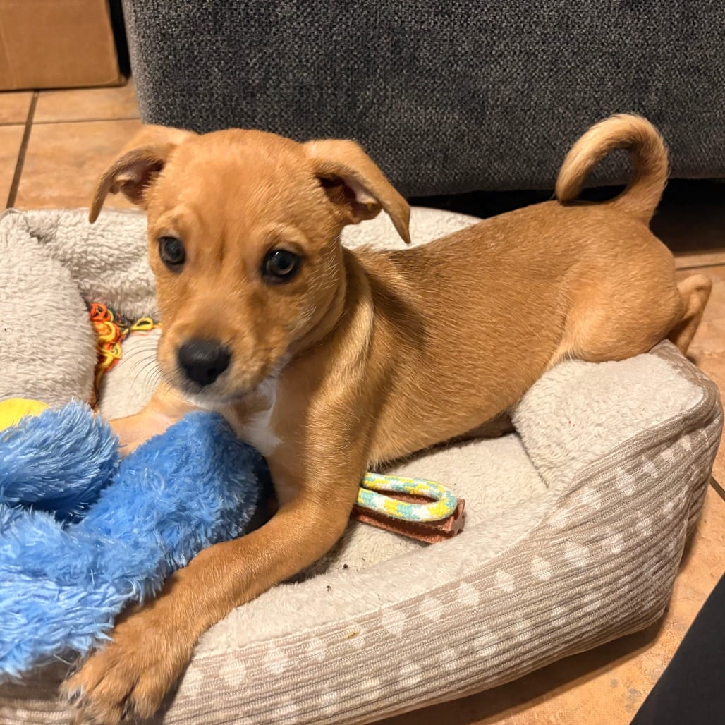 Photo of Griffin, adoptable Terrier / Mix in San Antonio, Texas