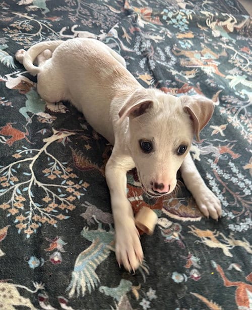 Photo of Blazer, adoptable Pit Bull Terrier in Princeton, Minnesota