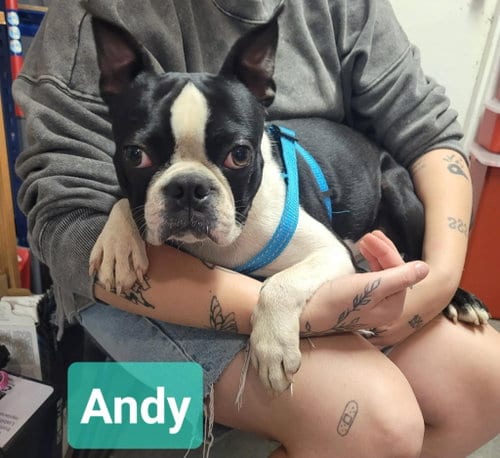 Photo of Andy, adoptable Border Terrier in Richmond, Indiana