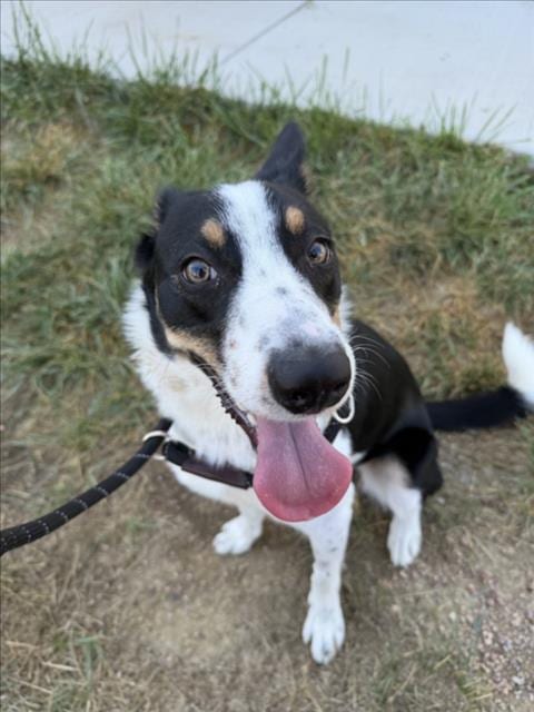 Photo of Echo, adoptable Collie in Fort Collins, Colorado