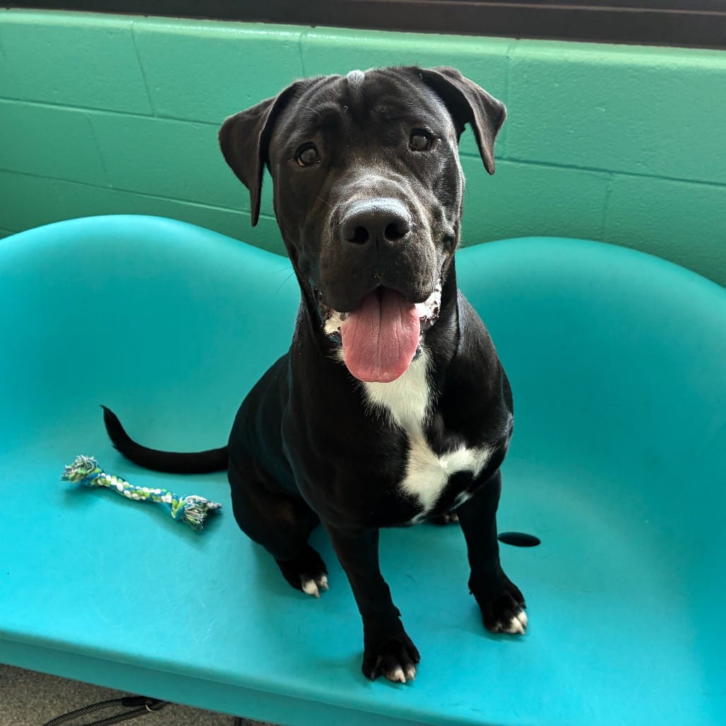 Photo of Coal, adoptable Mastiff, Cane Corso in Spartanburg, South Carolina