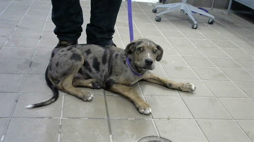 Photo of Rocky Road, adoptable Catahoula Leopard Dog in Albuquerque, New Mexico