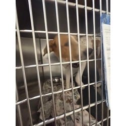 Photo of Bee, adoptable Labrador Retriever in Baton Rouge, Louisiana