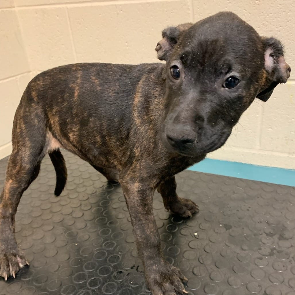 Photo of Mazel, adoptable Mixed Breed (Small)