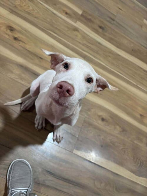 Photo of Yancy, adoptable Terrier in Abbeville, Louisiana