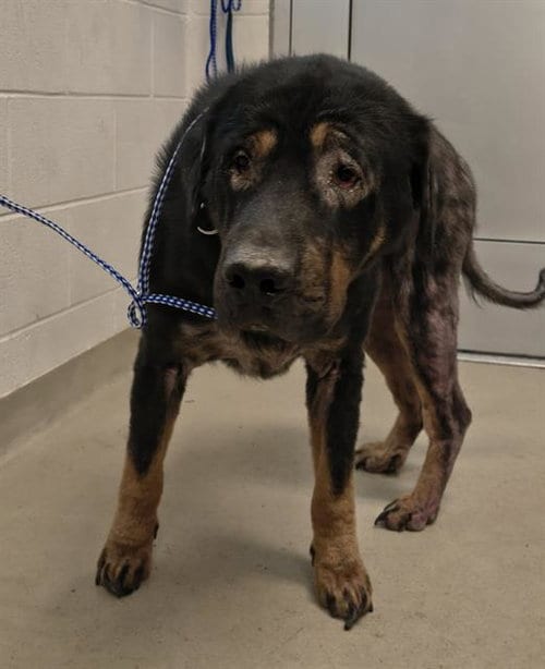 Photo of Zeus, adoptable German Shepherd Dog in Haw River, North Carolina