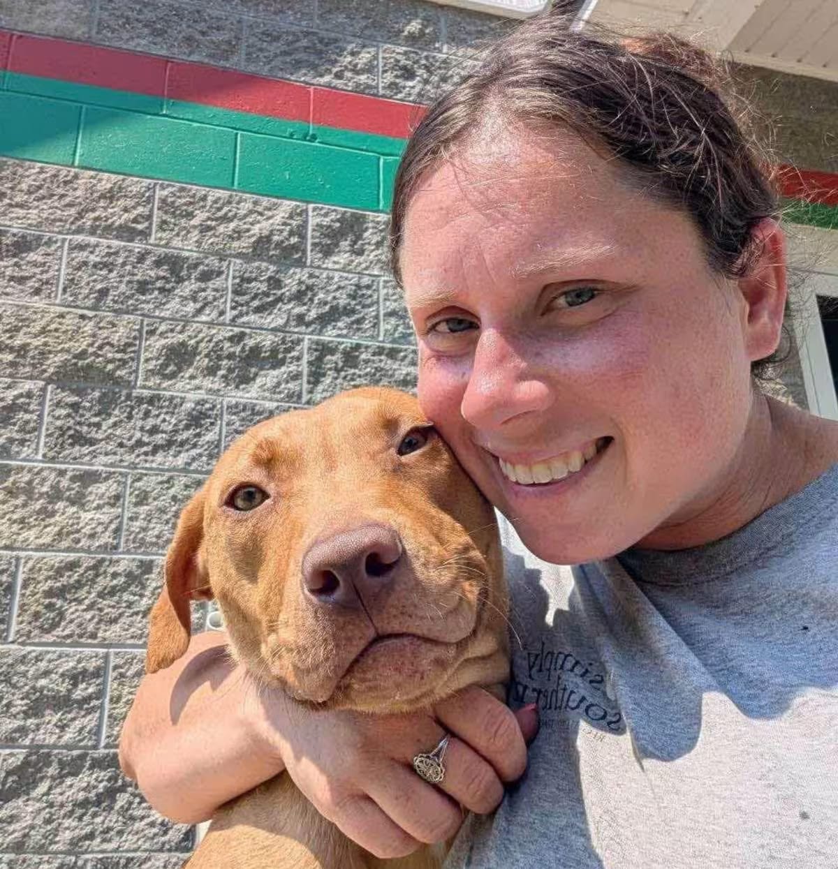 Photo of Jimmy, adoptable American Staffordshire Terrier in Liberty, South Carolina