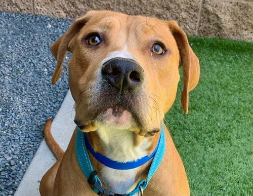 Photo of Lion, adoptable Mastiff in Moreno Valley, California