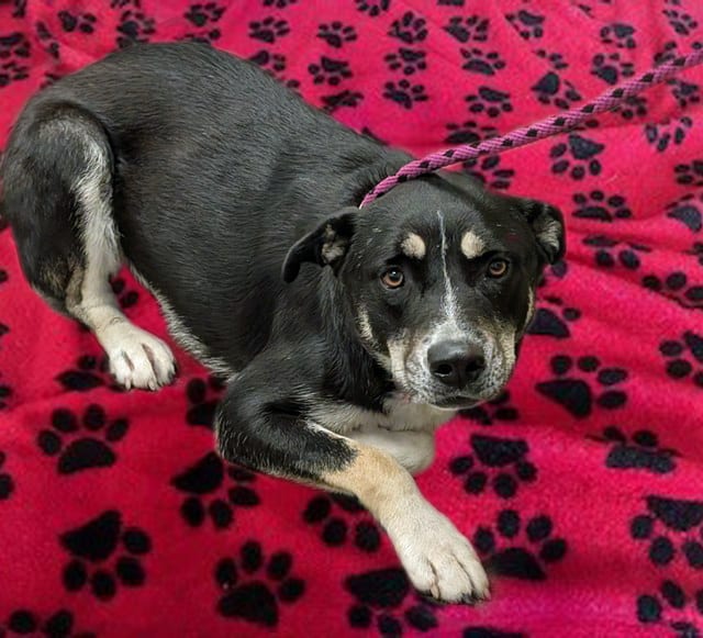 Photo of Princess, adoptable dog