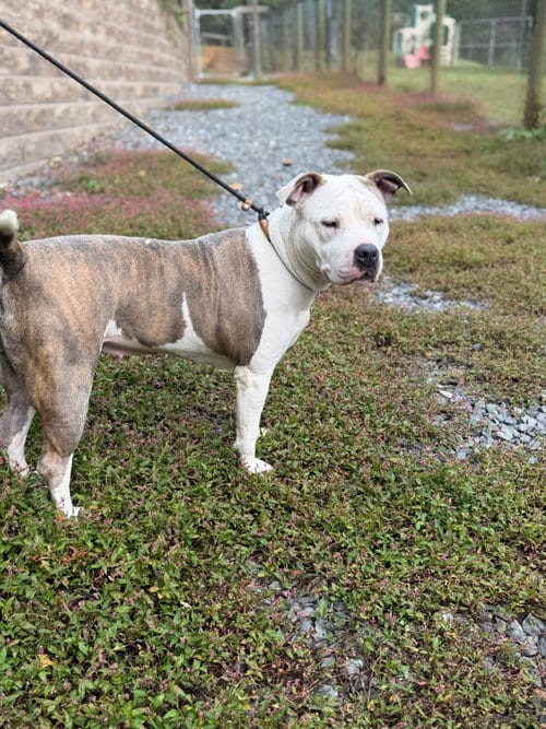 Photo of Sequoia, adoptable American Staffordshire Terrier in Lovingston, Virginia