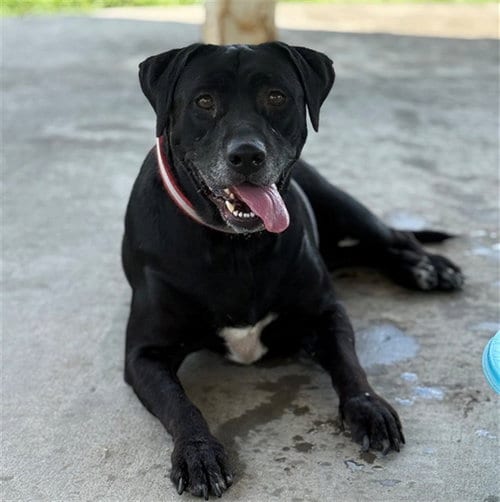 Photo of Stella, adoptable Labrador Retriever in Conroe, Texas