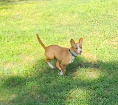 Photo of Trixie in TX, adoptable Terrier in Cranston, Rhode Island