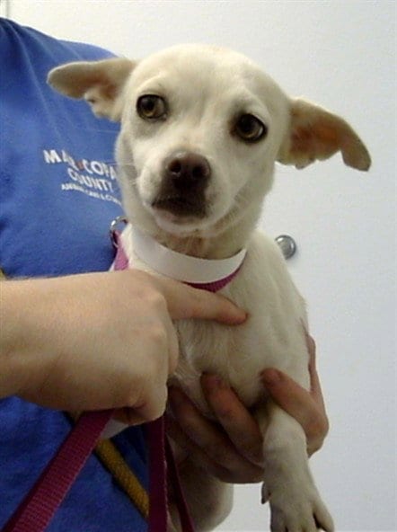 Photo of Bonita, adoptable Chihuahua in Mesa, Arizona
