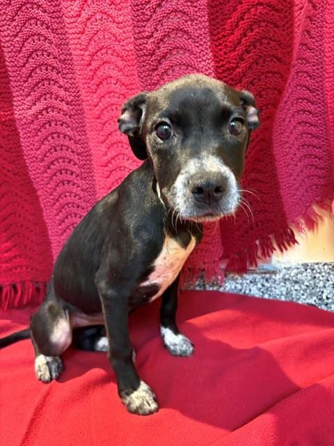 Photo of Clara, adoptable Labrador Retriever in Brewster, Massachusetts