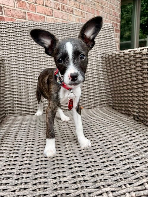 Photo of Samson, adoptable Boston Terrier in Nashville, Tennessee