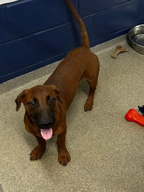 Photo of Sol, adoptable Labrador Retriever in Sterling, Massachusetts