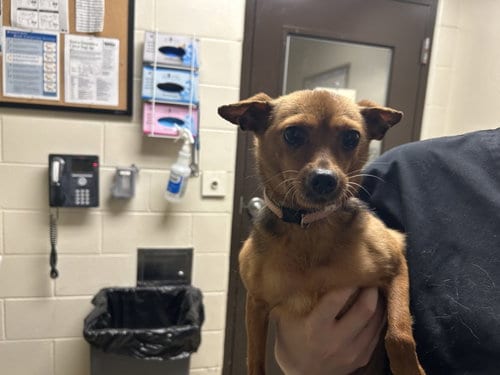 Photo of Henrietta, adoptable Chihuahua in Chapel Hill, North Carolina
