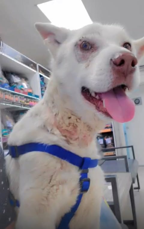 Photo of Apollo, adoptable Australian Kelpie in Inglewood, California