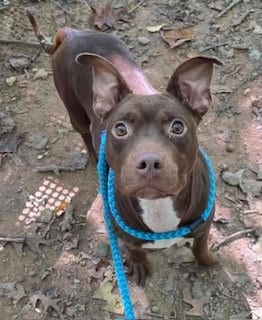 Photo of Delta Dawn, adoptable Pit Bull Terrier in Clyde, North Carolina