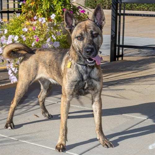 Photo of Zelda, adoptable Belgian Shepherd Malinois in St Louis, Missouri