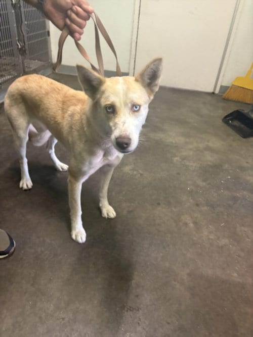 Photo of Vanessa, adoptable Husky in Los Angeles, California
