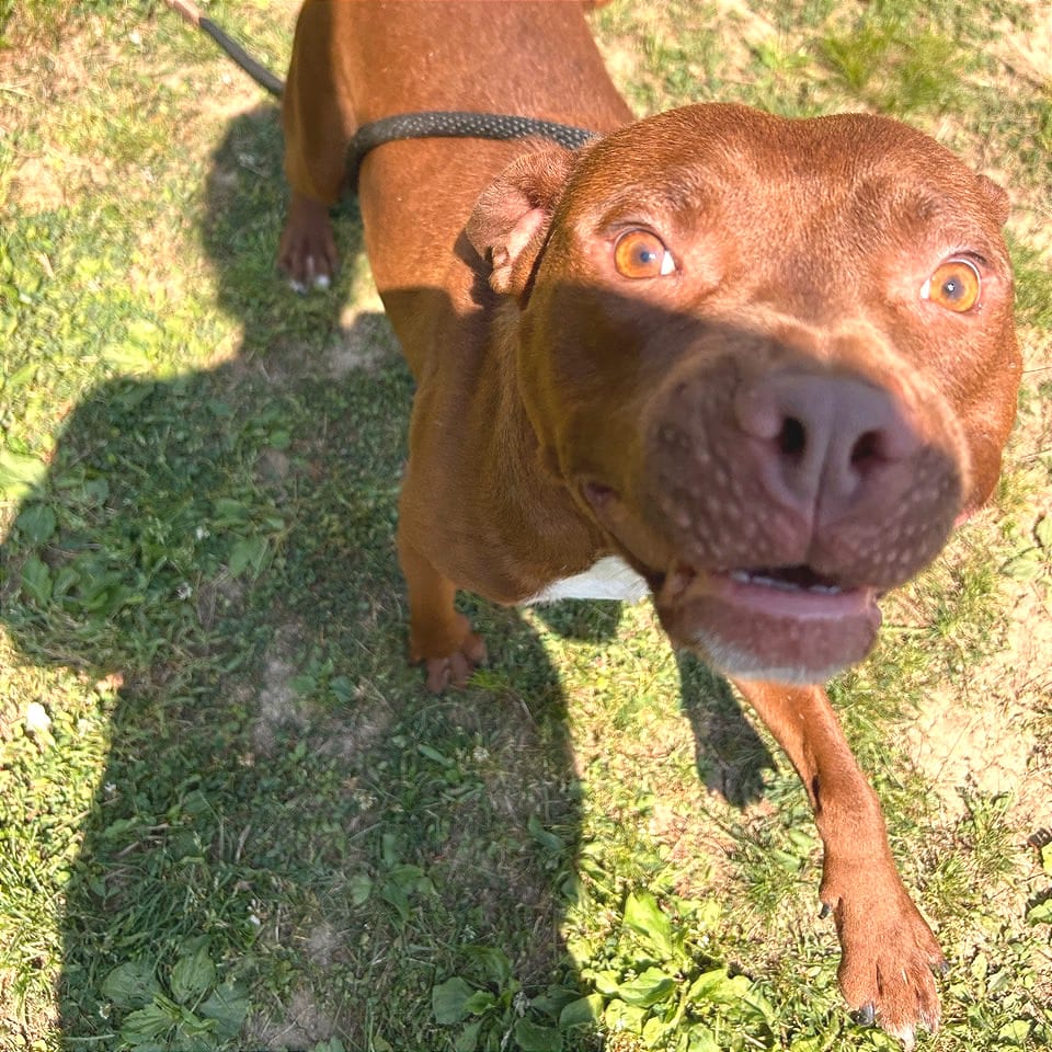 Photo of Bibble, adoptable Mixed Breed (Medium) in Chattanooga, Tennessee