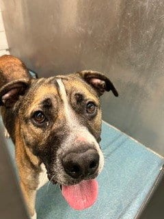 Photo of Rainier, adoptable Mastiff in Pearland, Texas