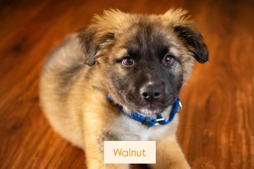 Photo of Walnut, adoptable Shepherd in Sunnyvale, California
