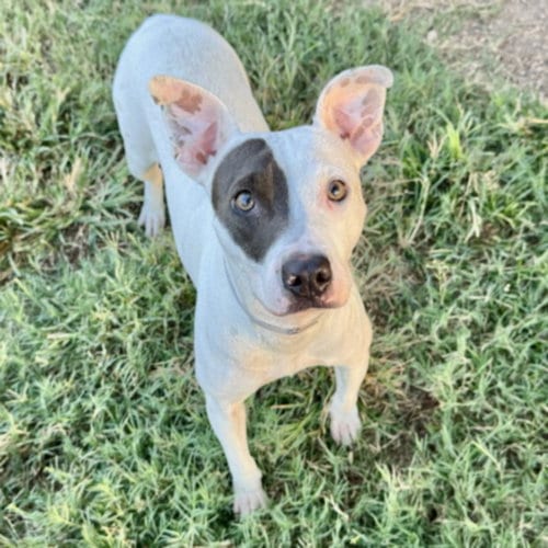 Photo of Makala, adoptable Staffordshire Bull Terrier in Houston, Texas