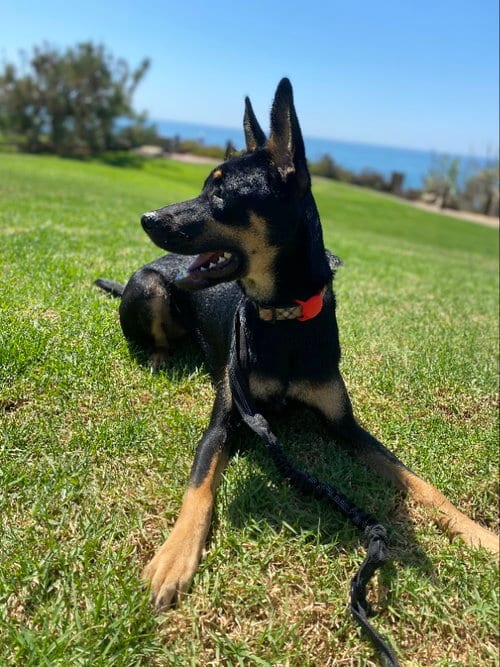 Photo of Maze, adoptable Belgian Shepherd Malinois in San Diego, California