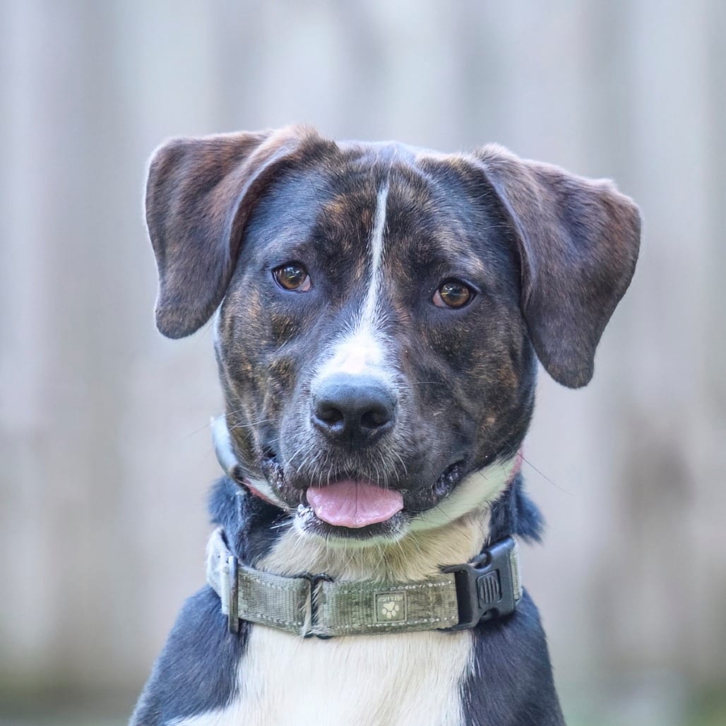 Photo of Krissy @ Pet Mahal, adoptable Mixed Breed (Medium) in Summerville, South Carolina