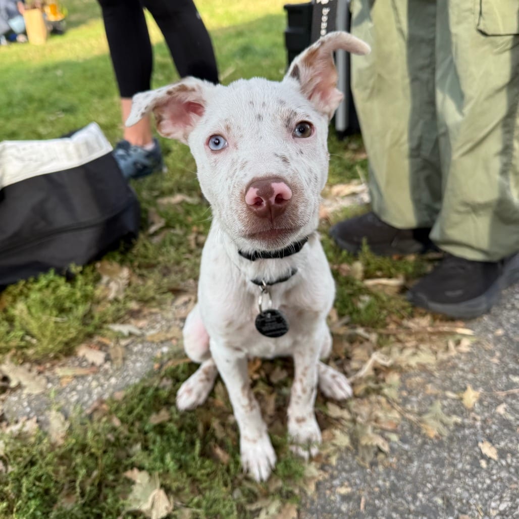 Photo of Bean, adoptable Shepherd, Australian