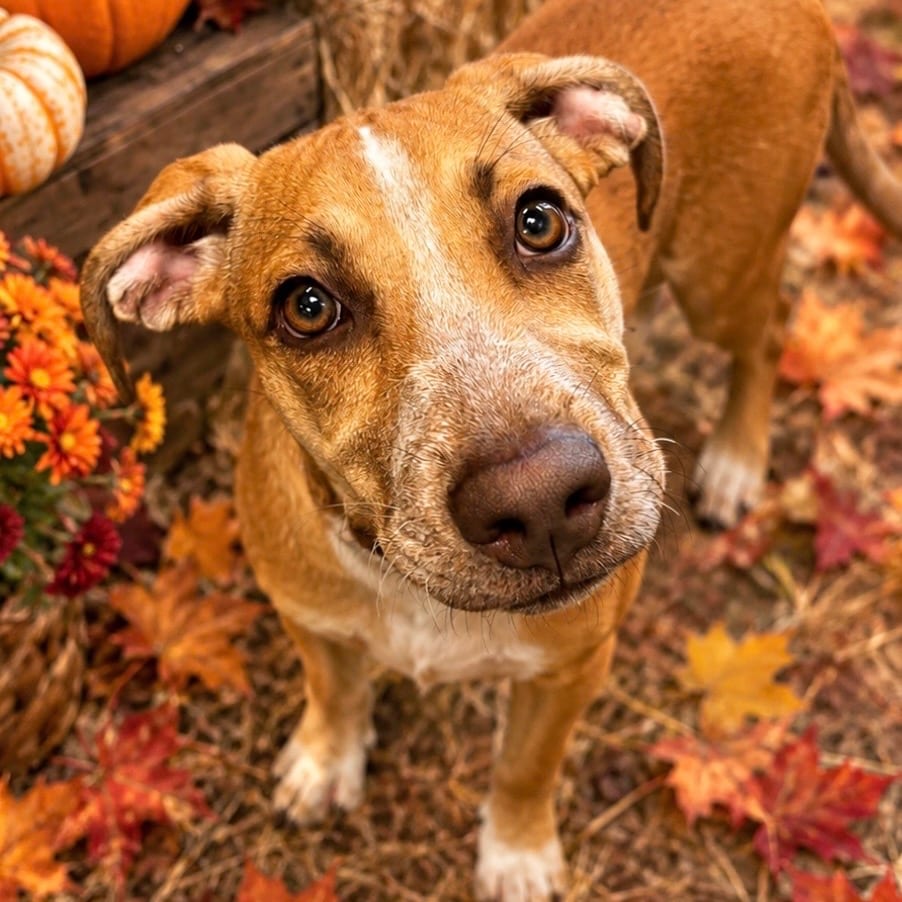 Photo of Pixar, adoptable Mixed Breed (Medium) / Mixed Breed (Medium) in Hinesville, Georgia