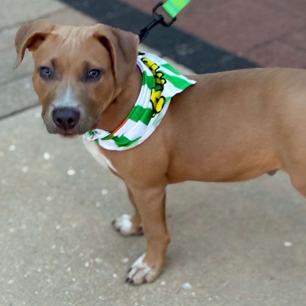 Photo of Bronx, adoptable Terrier in South Elgin, Illinois