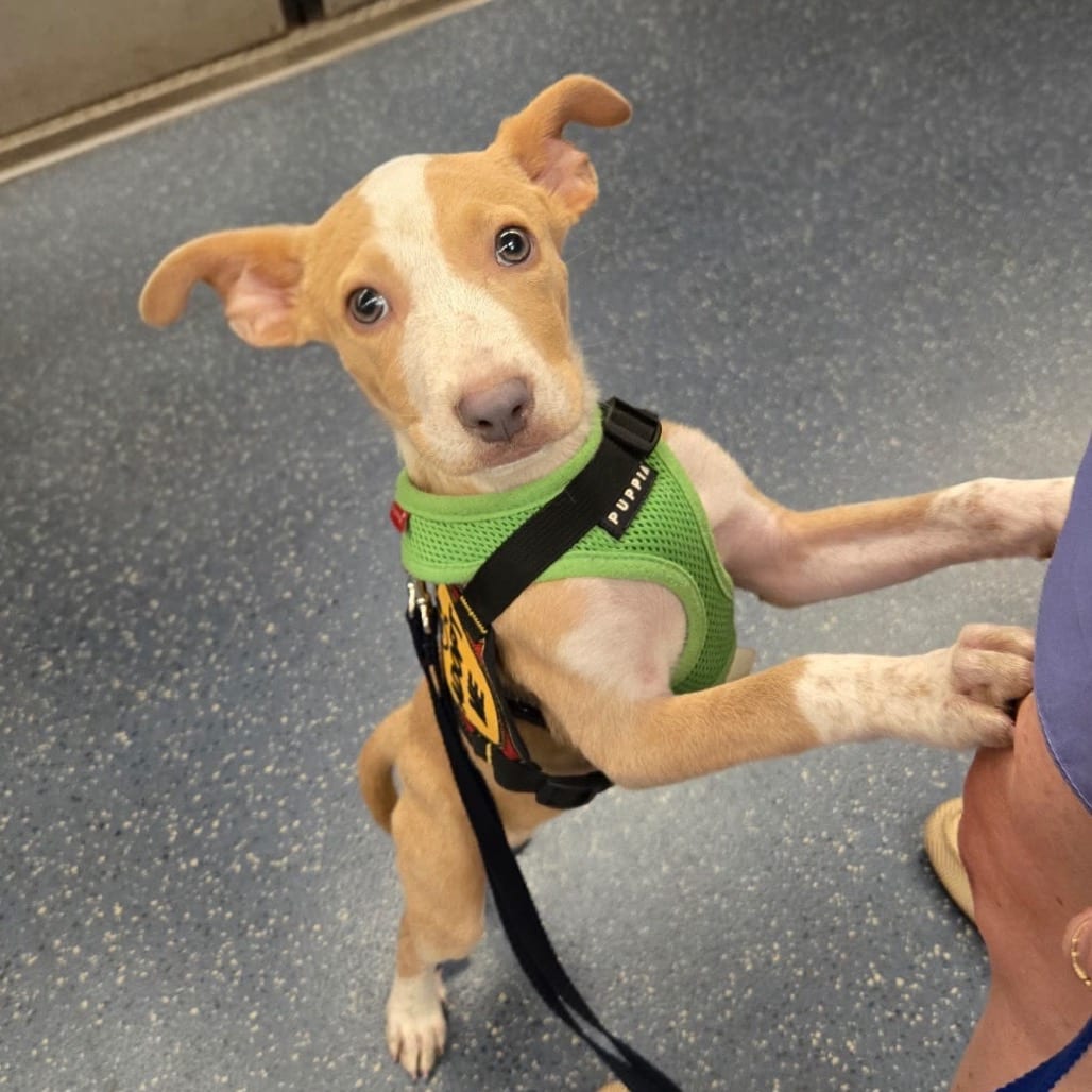 Photo of Isabella, adoptable Boxer / Mixed Breed (Medium) in Jersey City, New Jersey