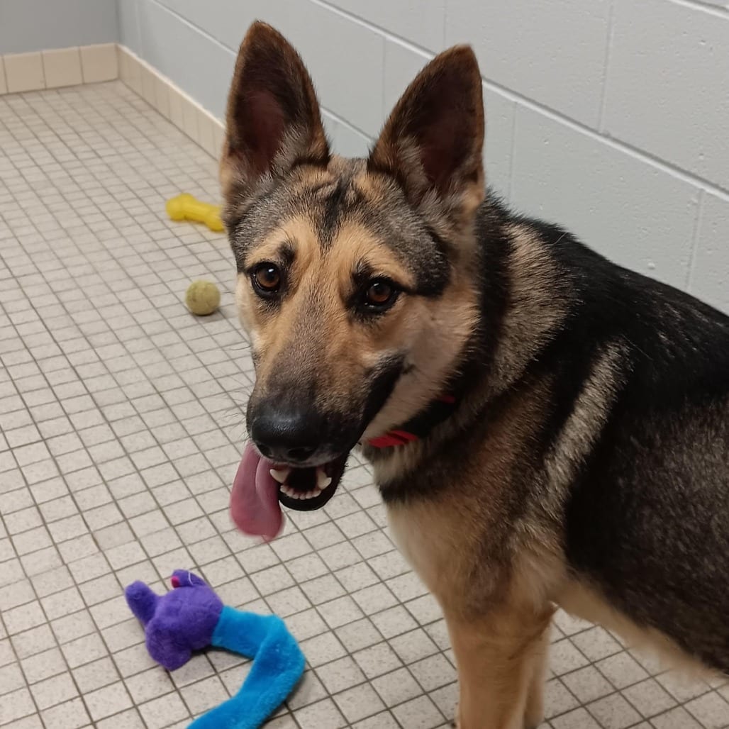 Photo of Rex, adoptable Shepherd, German