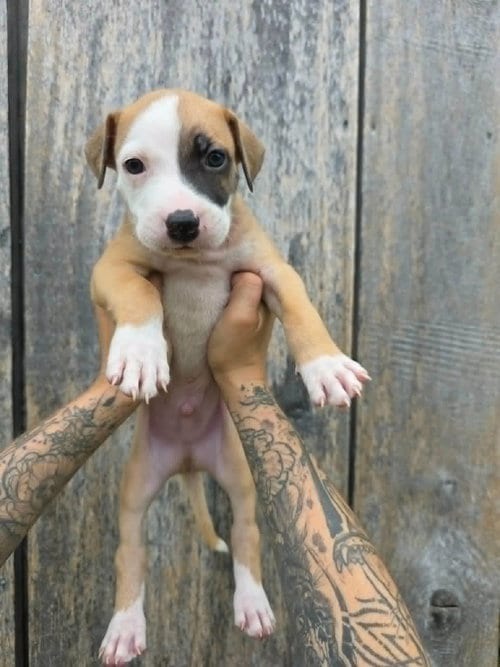 Photo of SR Puppy 7/21, adoptable American Pit Bull Terrier in Frankenmuth, Michigan