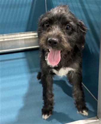 Photo of Zaaige, adoptable Poodle (Miniature) in Forestville, Maryland