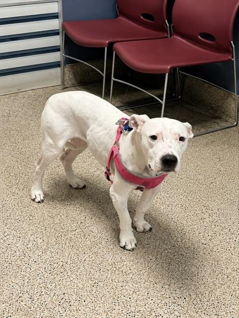 Photo of Nina, adoptable American Bulldog in Miami, Florida
