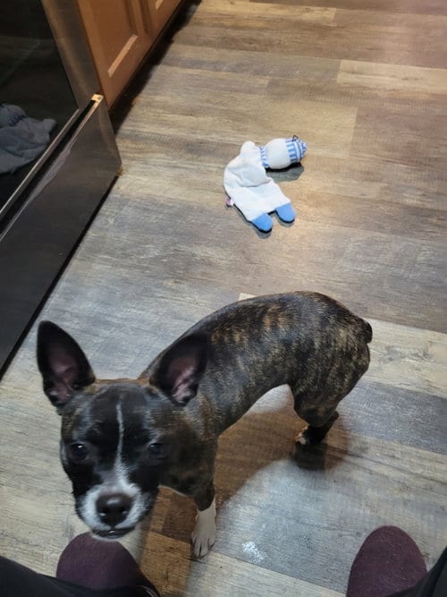Photo of Cinny (currently being fostered in Florida), adoptable Boston Terrier in Wilmington, Delaware
