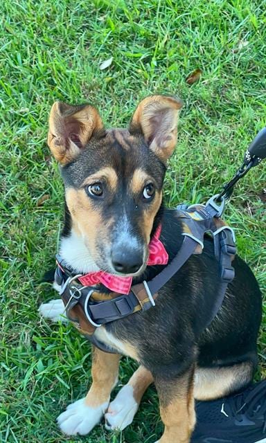 Photo of Aletris, adoptable German Shepherd Dog in Haw River, North Carolina