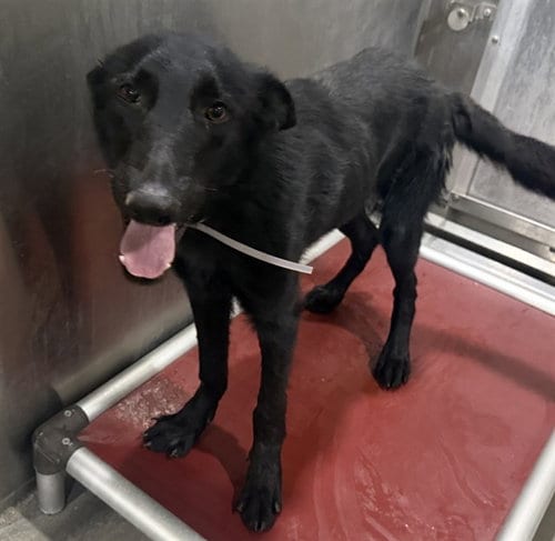 Photo of Col. Sanders, adoptable German Shepherd Dog in Lancaster, California