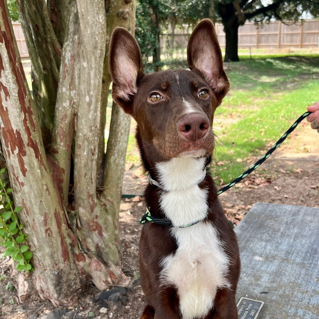 Photo of Nino, adoptable Mixed Breed (Medium) in Houston, Texas