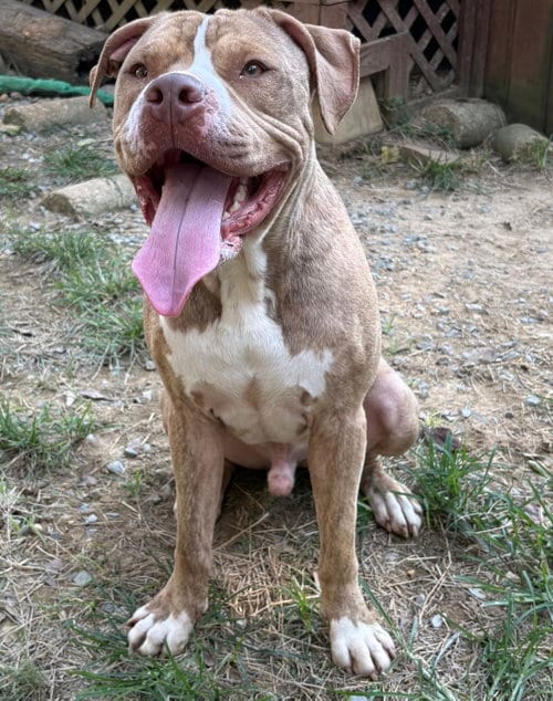 Photo of Cozy, adoptable American Bulldog in Wetumpka, Alabama