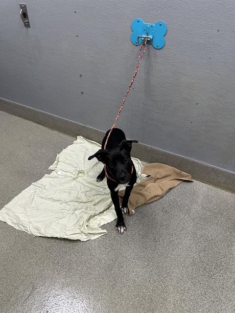 Photo of Ashoka, adoptable Pit Bull Terrier in Las Vegas, Nevada