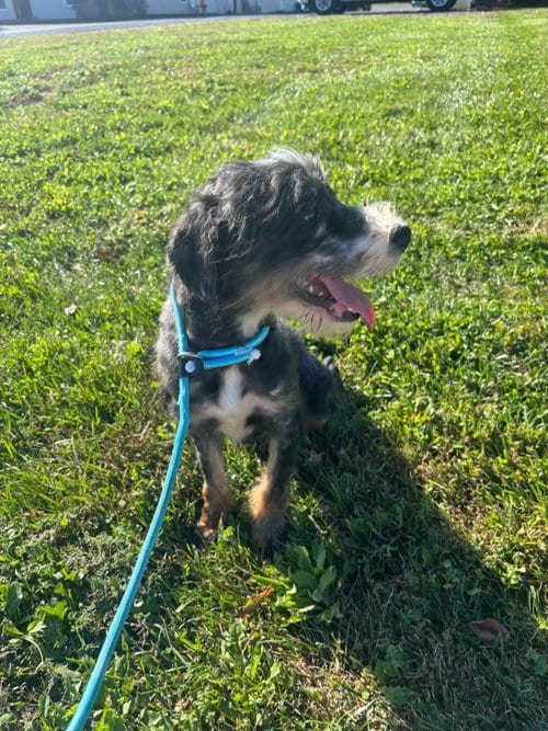 Photo of Major Gordon Payne, adoptable Poodle (Miniature) in Front Royal, Virginia